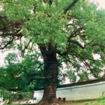 テーマは「神の樹」